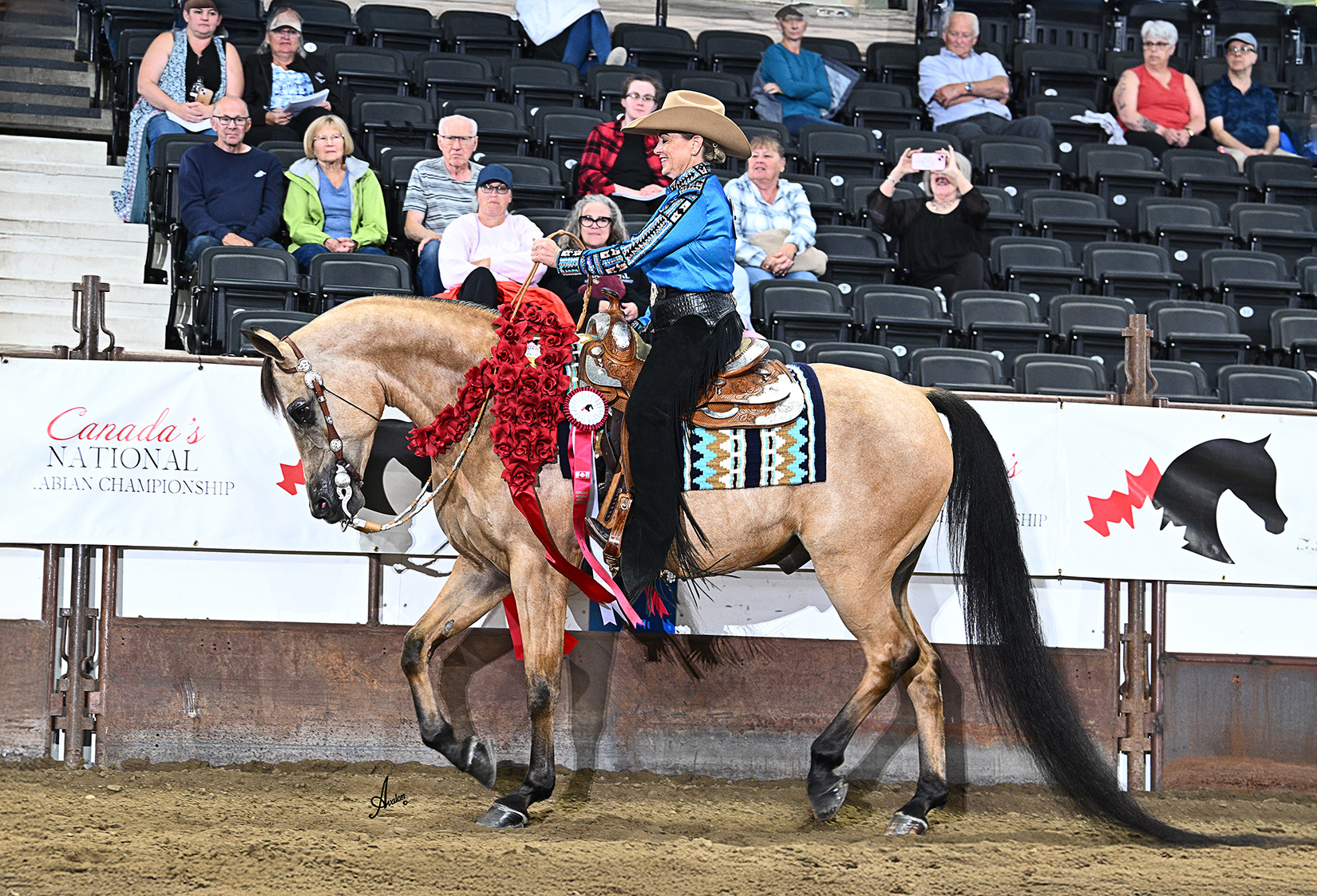 Prestige Farm Canada's National Arabian Championship 2024