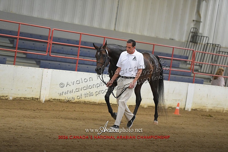 2026 Canada's National Arabian Championship